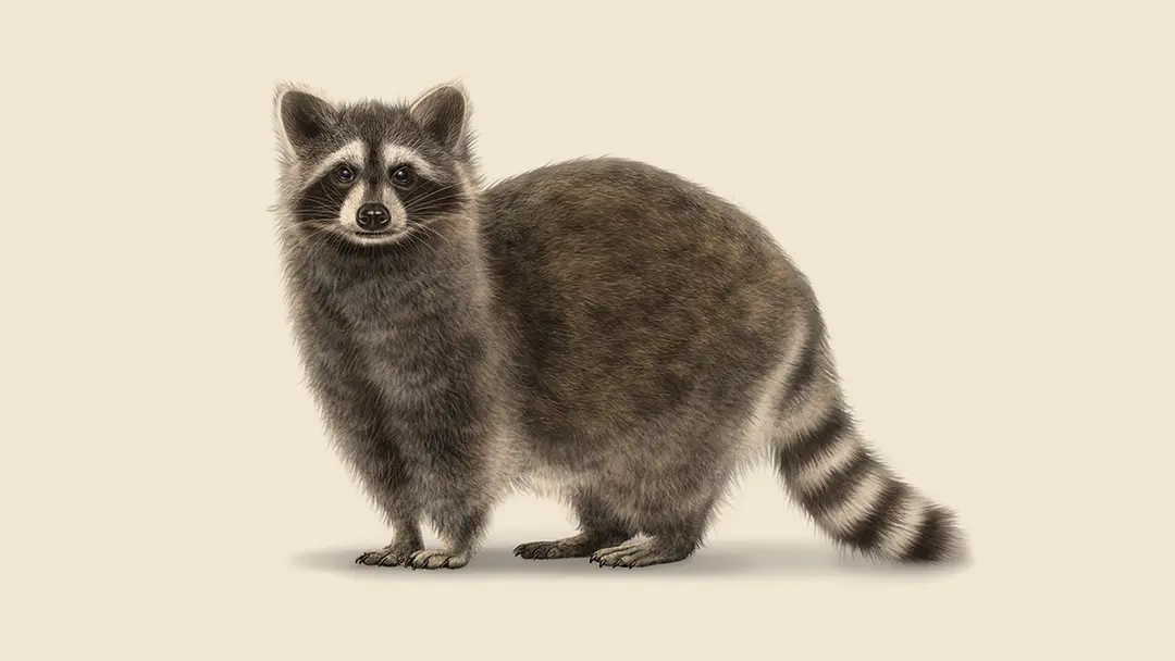 Raccoon illustration