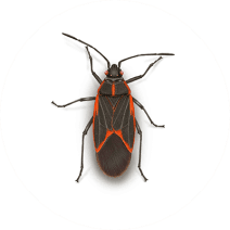 Boxelder Bugs Exterminator - How To Identify & Get Rid Of Boxelder Bugs