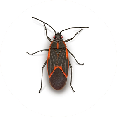 Boxelder bug illustration