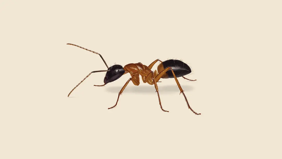 Sugar ant illustration
