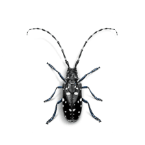 Asian Longhorned Beetles