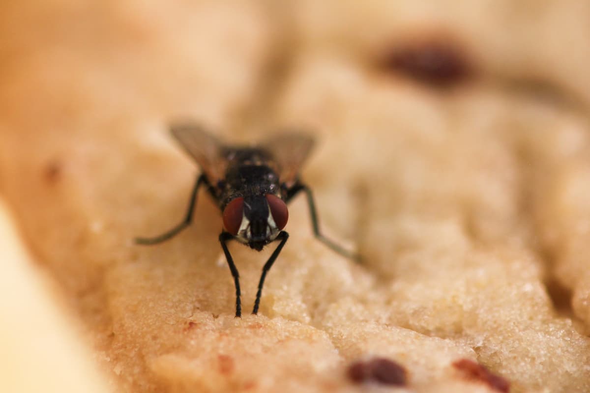 Fly on Food