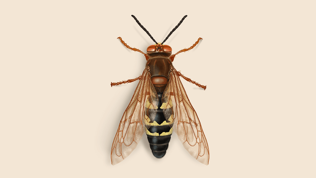 Eastern cicada killer wasps illustration