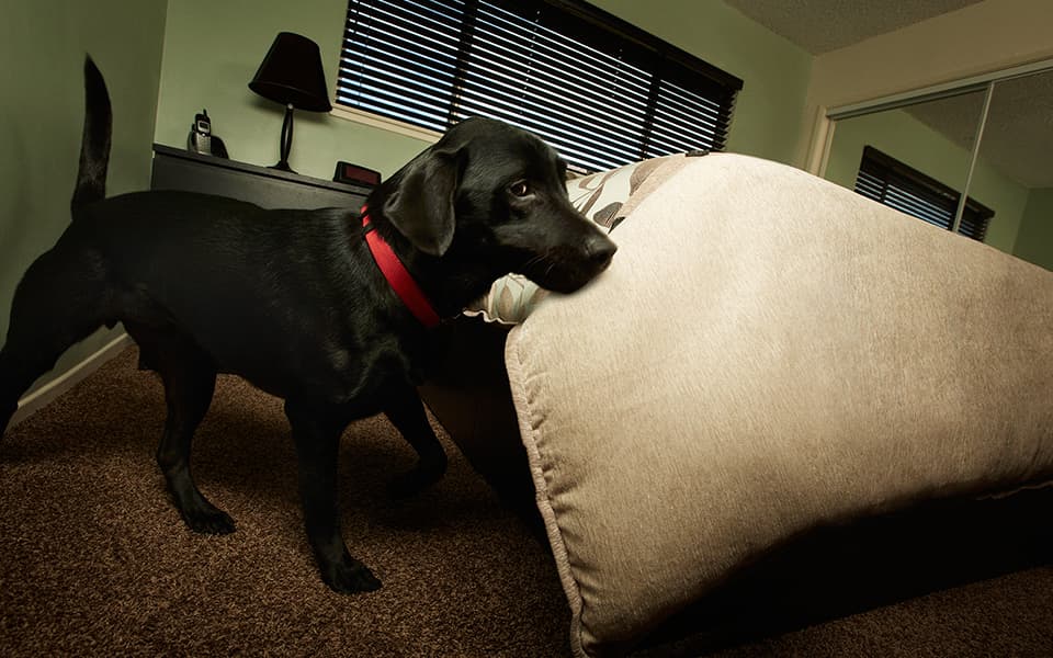 Dog in Bedroom