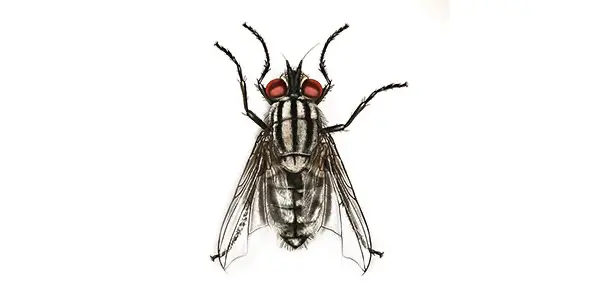 Flesh fly Illustration