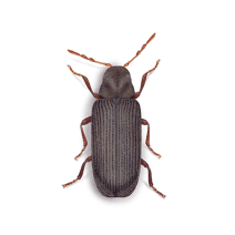 Furniture Beetles