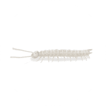 Clear-Colored Centipede Facts & Information 