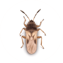 Chinch Bugs Exterminator - How To Identify & Get Rid Of Chinch Bugs