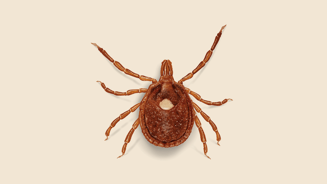 Lone Star Tick Illustration