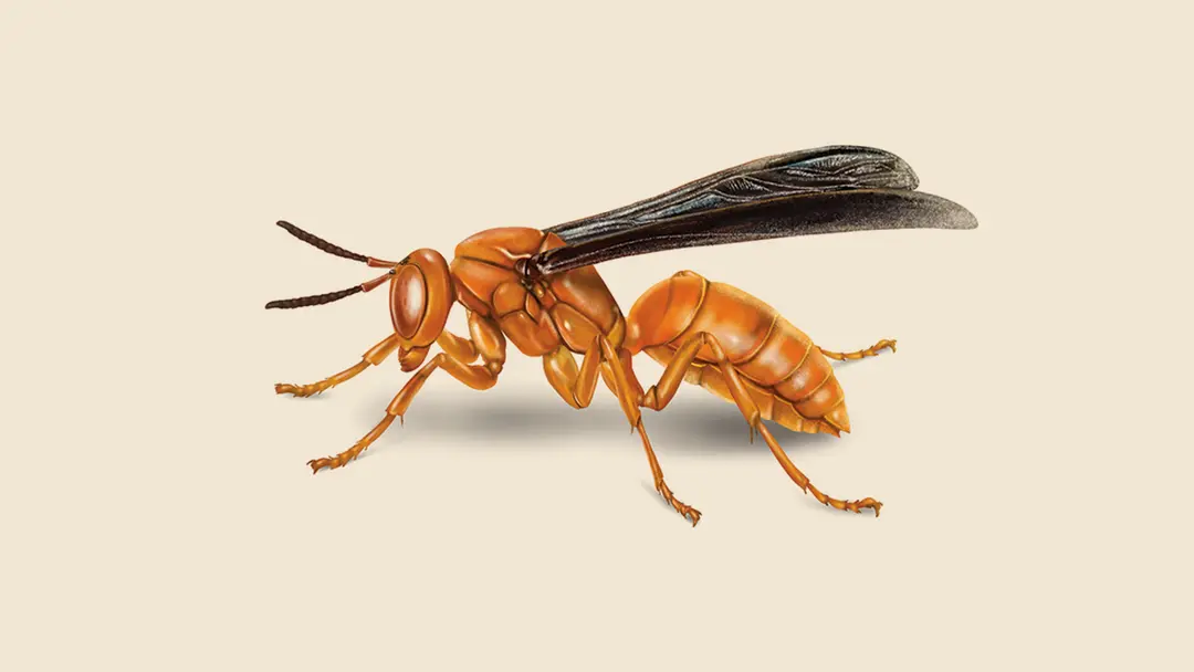 Red Wasp Illustration