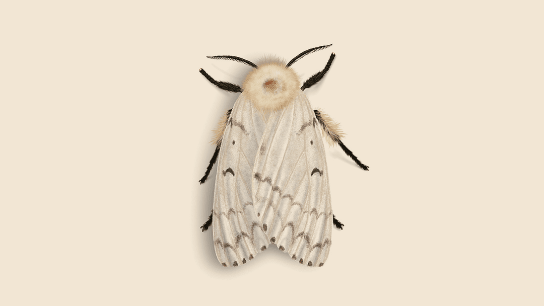 Spongy Moth illustration