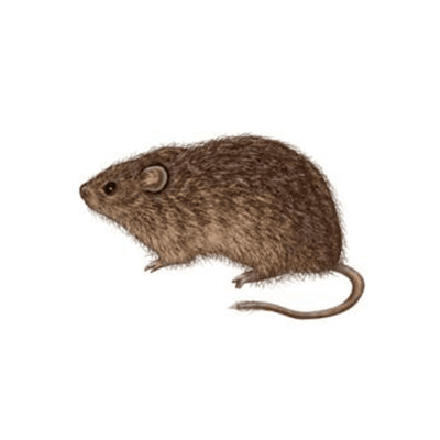 Cotton rat illustration