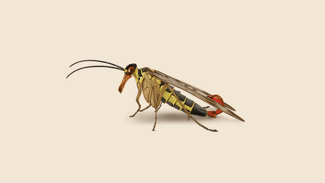 Scorpion fly illustration