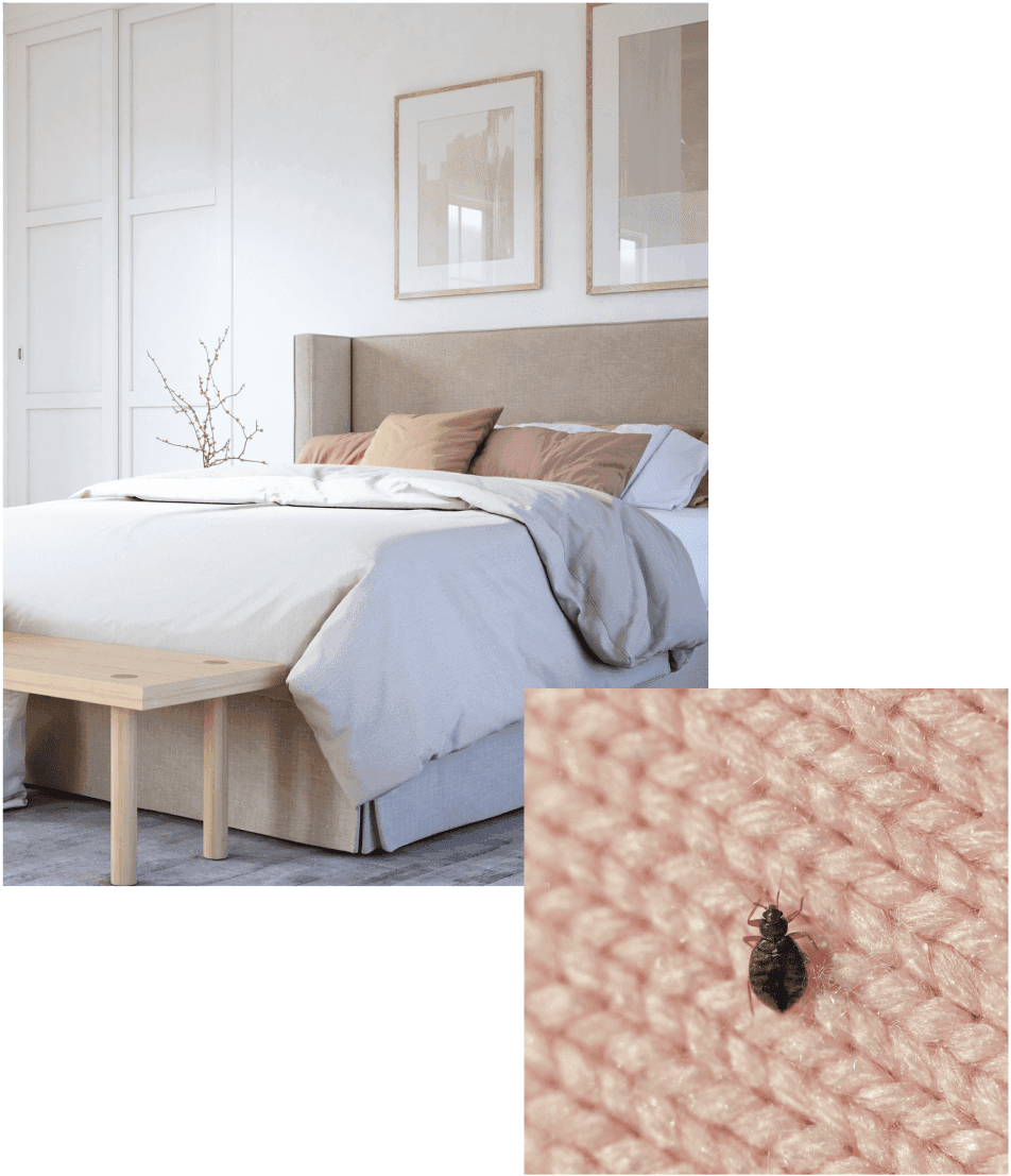 Bed bugs in bedroom