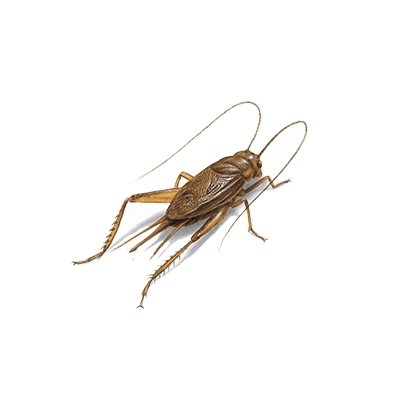 Cricket Treatment