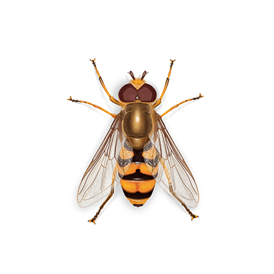 Syrphid Fly illustration
