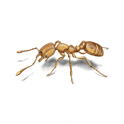Pharaoh ant illustration