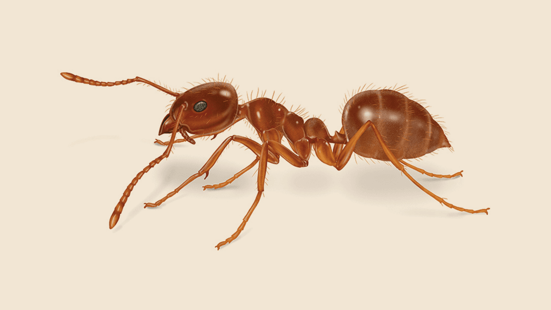Tawny crazy ant illustration