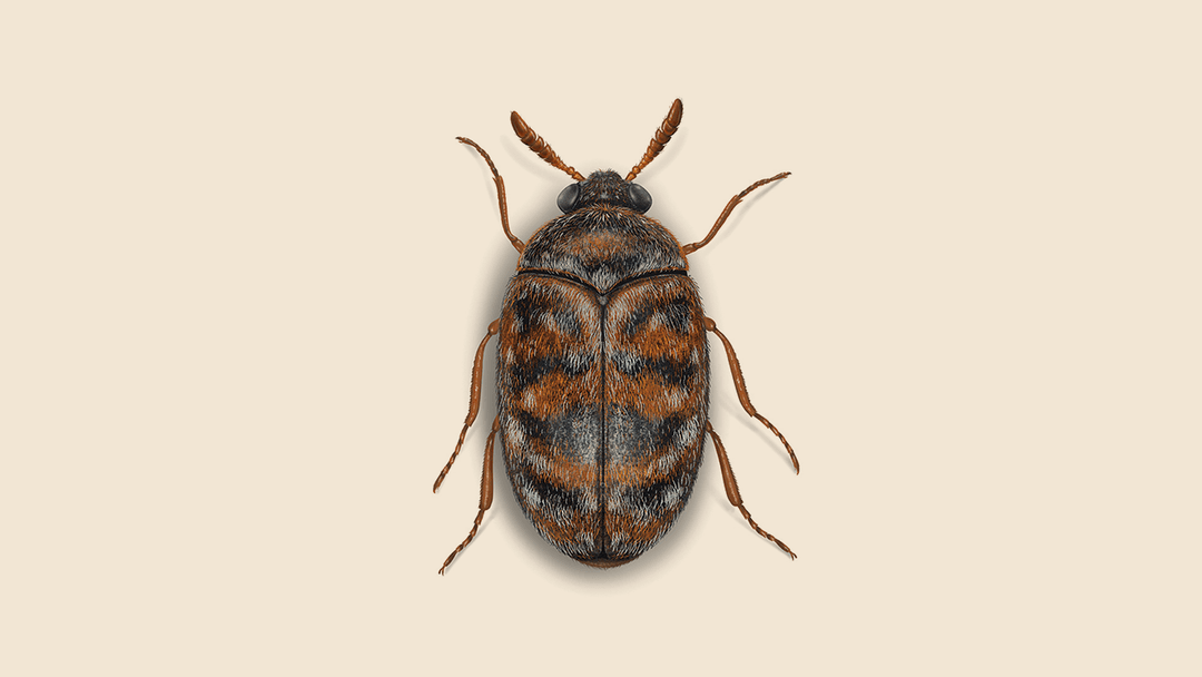 Warehouse Beetle Illustration