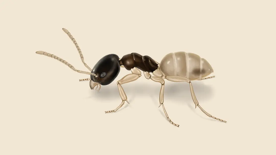 Ghost Ant Illustration