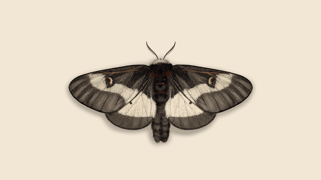 Buck Moth Illustration.