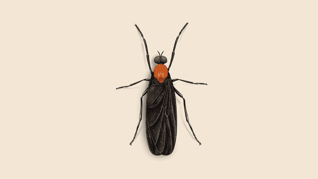 Love Bug Illustration