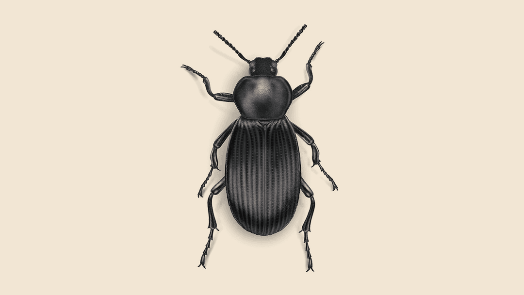 Stink Beetle Illustration