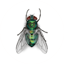 What Do Blow Flies Look Like? | Identify Flies 
