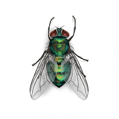 Blow fly illustration