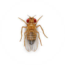 Fruit Fly Facts & Information
