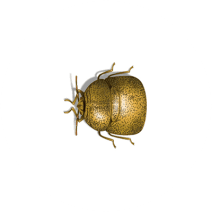 Kudzu Bugs Exterminator - How To Identify & Get Rid Of Kudzu Bugs