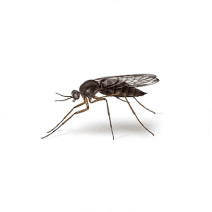 Types of Gnats | Get Rid of Gnats
