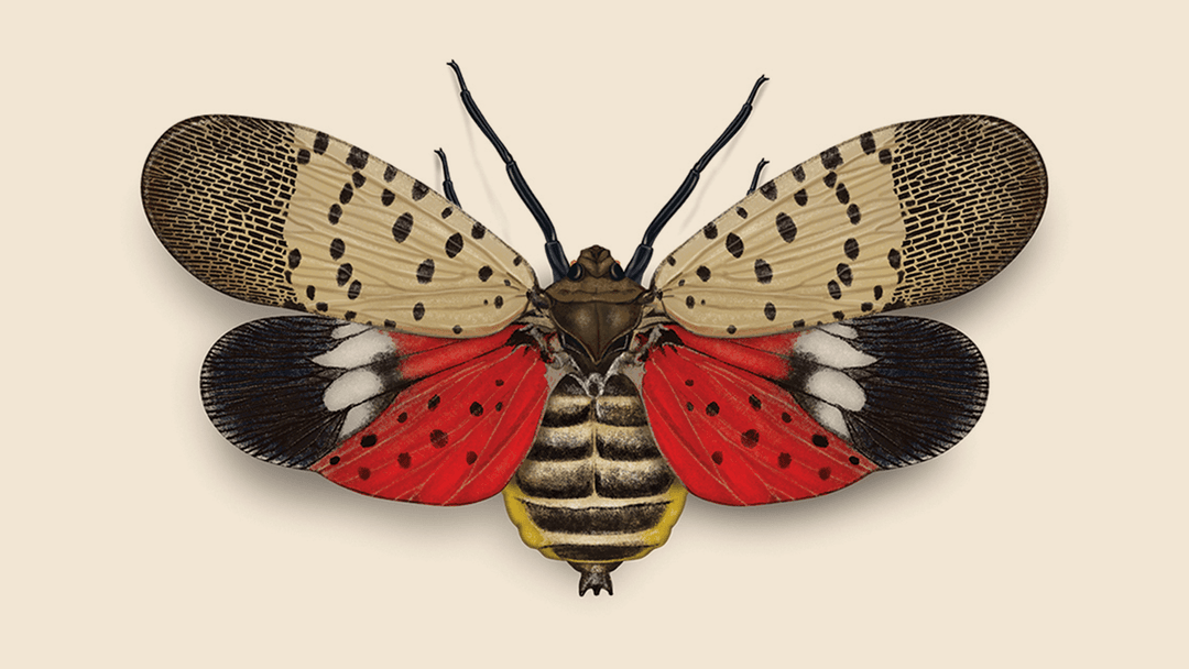 Spotted lanternfly illustration