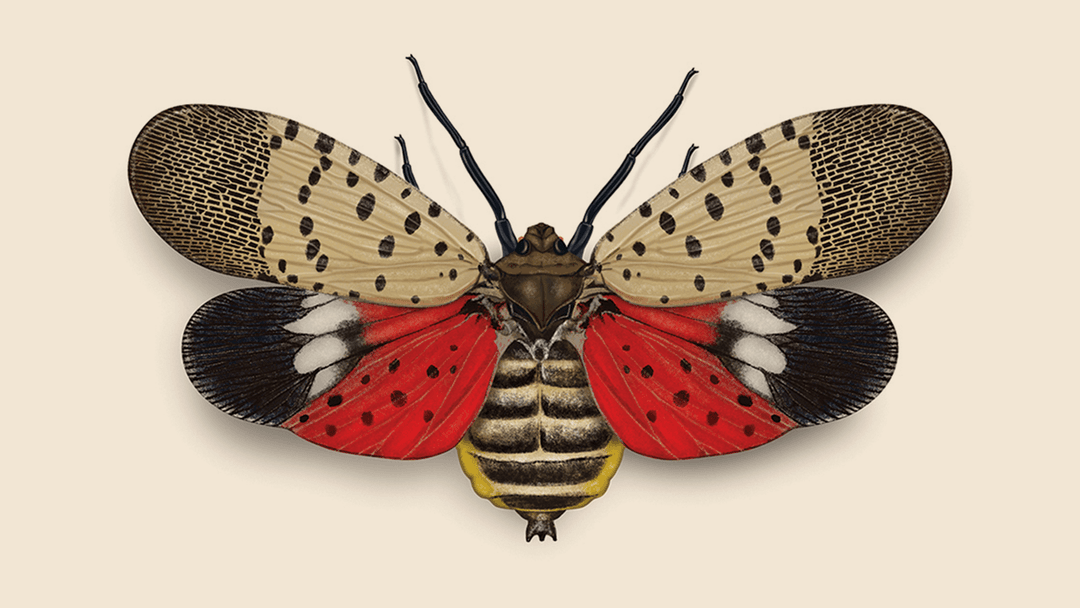 Spotted lanternfly illustration