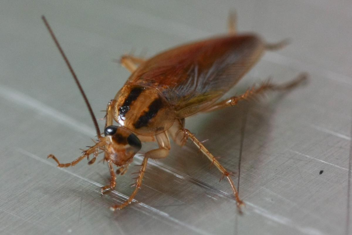Cockroach Close Up