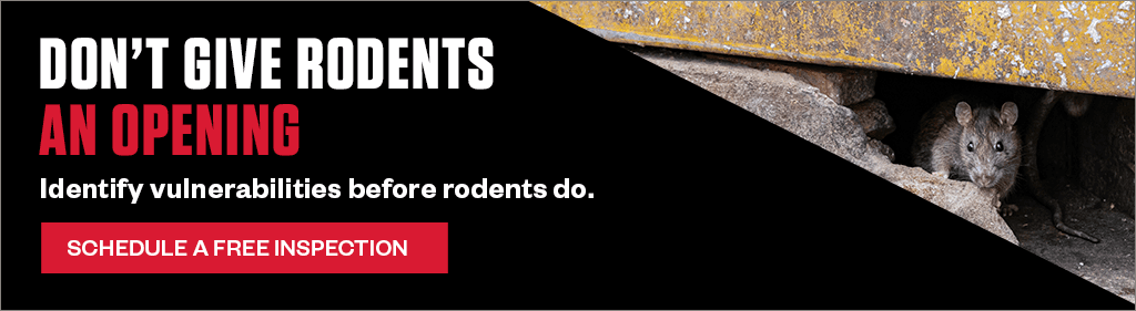 Banner: Don't Give Rodents An Opening. Identify vulnerabilities before rodents do. Schedule a free inspection. Photo of a rat peeking out from a narrow wall opening.