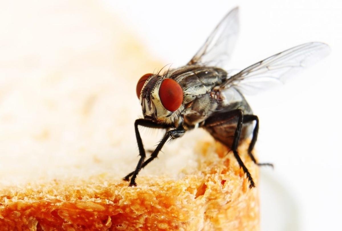 Closeup of Fly on Bread