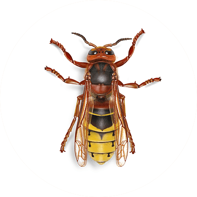 European hornet illustration