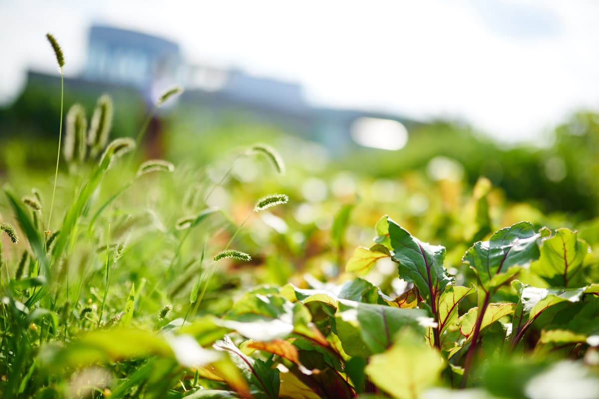 Greenery Outside Office