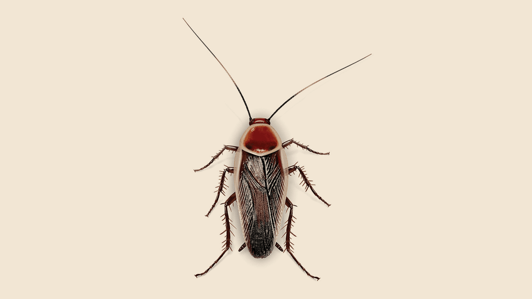Pale-Bordered Field Cockroach Illustration