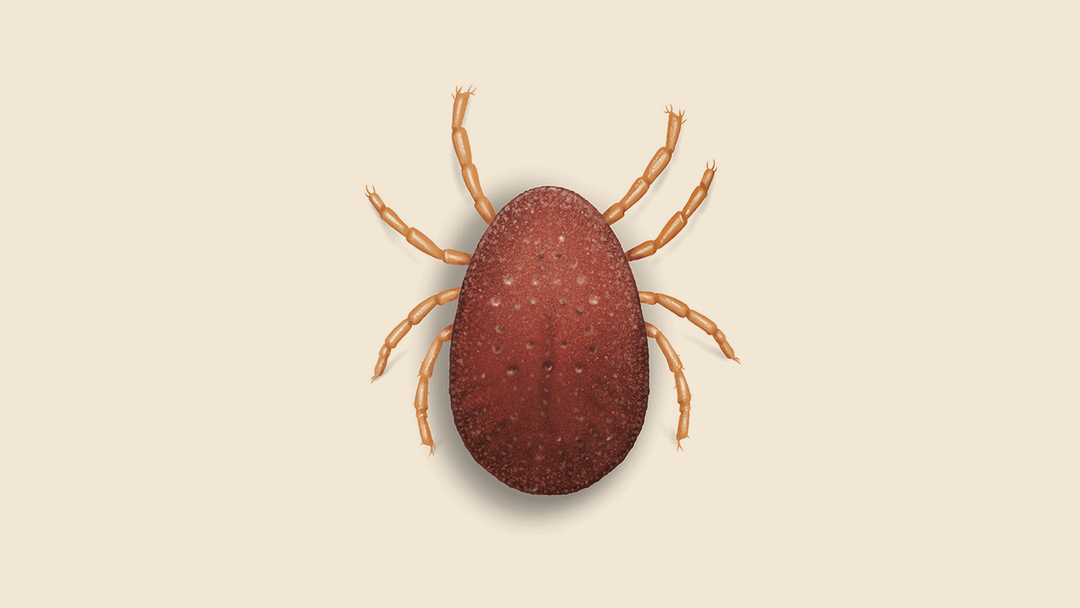 Fowl Tick Illustration