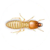 Illustration of Subterranean Termite
