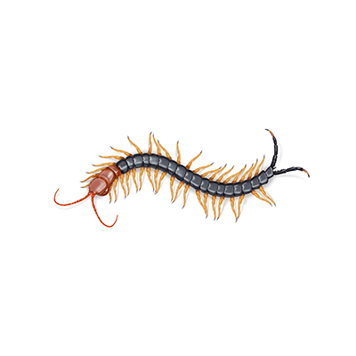 Texas Redheaded Centipede Illustration.