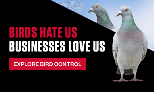 Web banner with text "Birds Hate Us. Businesses Love Us." and an "Explore Bird Control" button on a black background, next to two pigeons against a light blue sky.
