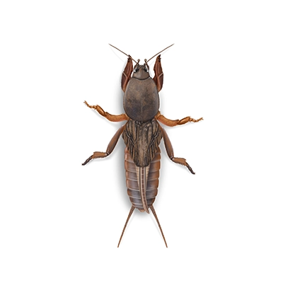Mole Cricket Illustration