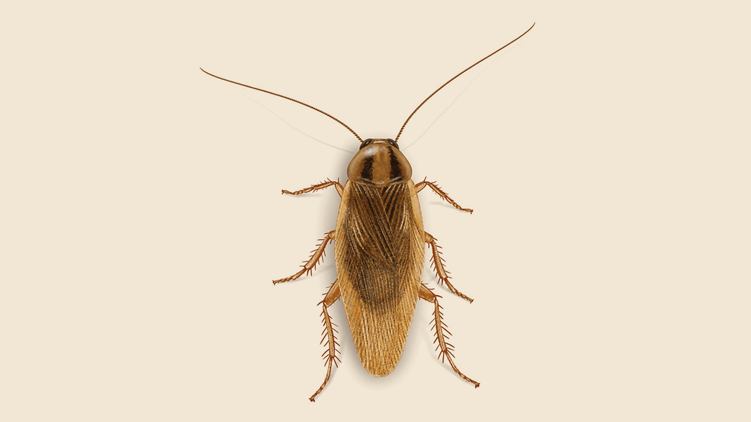 German cockroach illustration