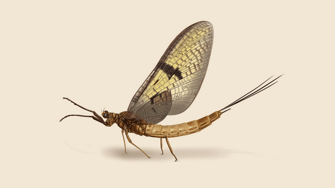 Mayfly illustration