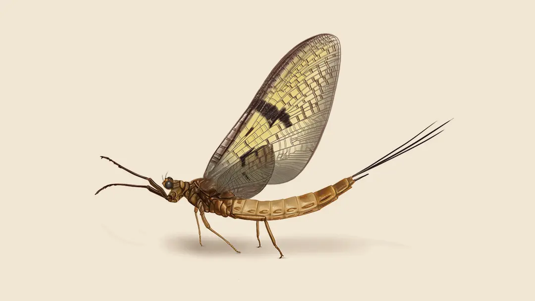 Mayfly illustration