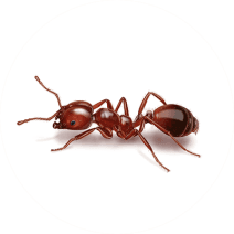 How to Get Rid of Fire Ants | Fire Ant Control 