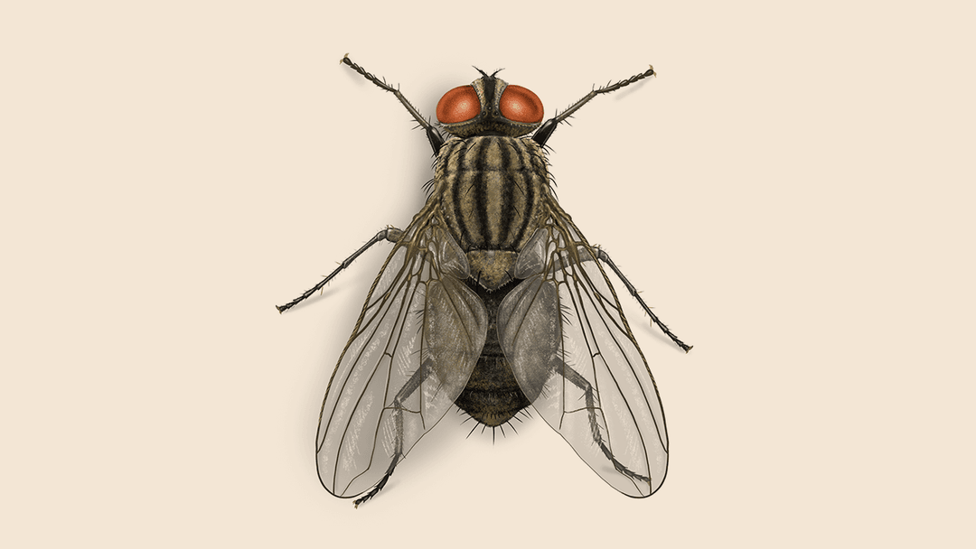 House fly illustration